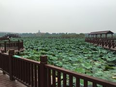 -荷塘月色湿地公园·向阳花洲