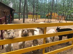 -合肥滨湖国家森林公园