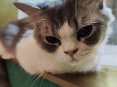 -飞行喵MR PILOT|猫舍·猫咖(静安大融城店)