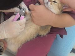 -美联众合动物医院·24h京西诊疗中心
