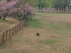 -北京麋鹿生态实验中心