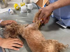 -谐和贝康宠物医院24小时·宠保定点(急重症转诊中心)