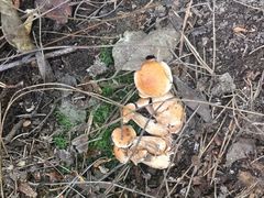 -铁山坪森林公园