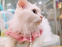 -楼上猫咖(罗湖店)