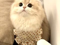 -猫十亿·布偶金渐层·曼基康矮脚猫舍(青年路店)