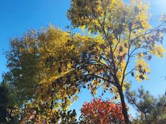 -永定河休闲森林公园