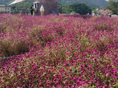 -玫瑰海岸文化旅游度假区