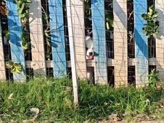 -趣玩宠物乐园寄养训犬训狗游泳池