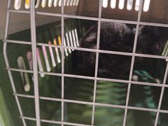 -伟伟宠物医院·CT影像中心·瑞派犬猫综合性门诊(汉口总院)
