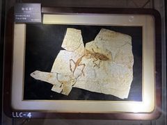 -安徽省地质博物馆