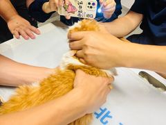-北京派仕佳德动物医院·超导核磁·CT·神经科·骨科·内外科·急重症管理中心