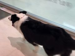 -帕帕拉兹宠物(亚洲旗舰店)