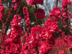 -上海市龙华烈士陵园