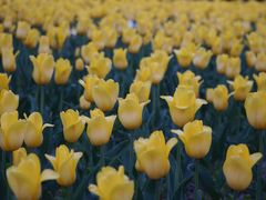 -朝阳公园游乐园