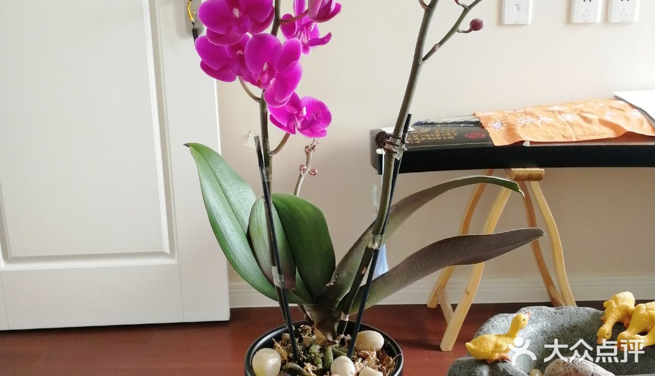 逛公园顺便买花花