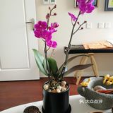 逛公园顺便买花花