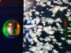 -太平洋海底世界