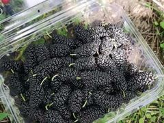 -南京小时候桑葚采摘园