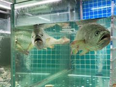 -白仁仔· 活烤海鲜 宵夜(豫园店)