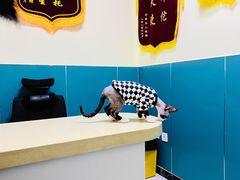 -乖乖宠物医院·猫科·急重症中心(车站北路分院)