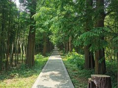 -同里国家湿地公园