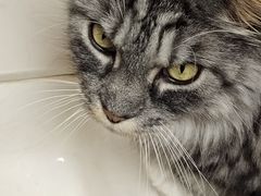 -MOCHA明星猫咖(田子坊店)