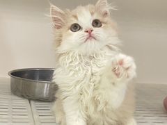 -lincat·猫舍(广州店)