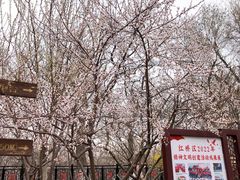 -桃花堤公园