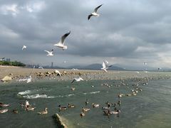 -深圳湾公园(南山区)