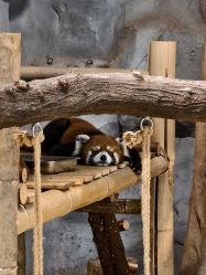 -Zoolung Zoolung动物主题公园(海信广场店)