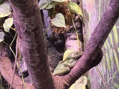 -正佳雨林生态植物园