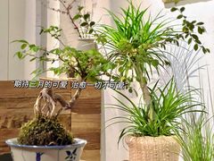 -成川茶店·潮汕工夫浓茶(万象店)