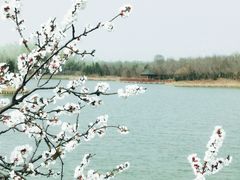 -塘沽森林公园