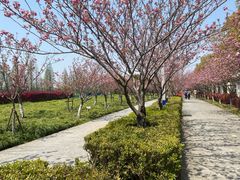-高东镇樱花园