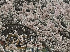 -桃花堤公园