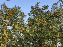 -羊山湖公园
