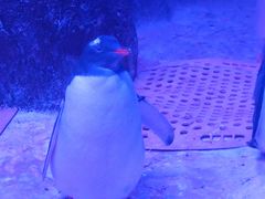 -暹罗海洋世界