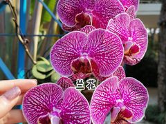 -中国科学院华南植物园