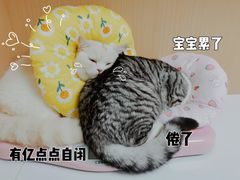 -谐和贝康宠物医院24小时·宠保定点(急重症转诊中心)