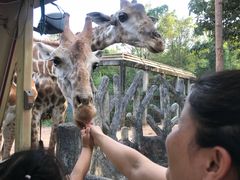 -清迈夜间动物园