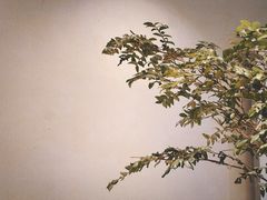 -So Acai(天河店)
