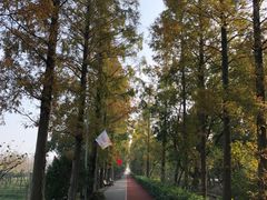 -上海长兴岛郊野公园