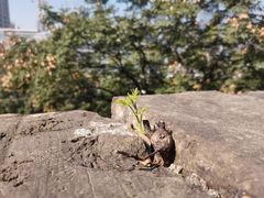 -阅江楼风景区