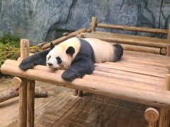 -深圳野生动物园