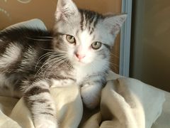 -东方名猫馆·英短金渐层布偶猫舍(环线广场1号楼店)