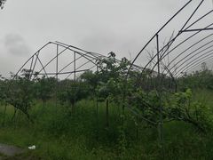 -塘栖枇杷特色园区