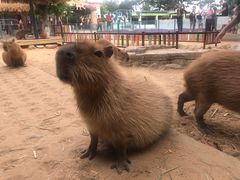 -西霞口神雕山野生动物世界