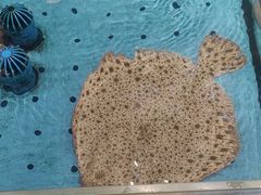 -添福来墨鱼饺子 · 海鲜东北菜(大连星海·黄浦路店)