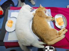 -pd派德宠物中心医院24H急重症·眼科中心·血液透析中心(嵩山北路店)