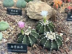 -中国科学院西双版纳热带植物园